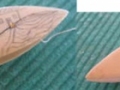 Reproduction