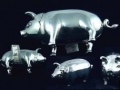 Reproduction